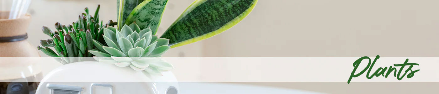 Plants and Gifts